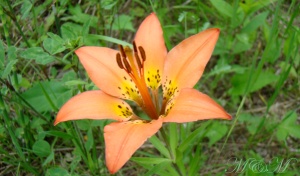 woodlily