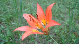 woodlily2